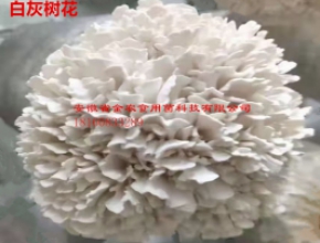 珍稀食用菌——白色灰樹花